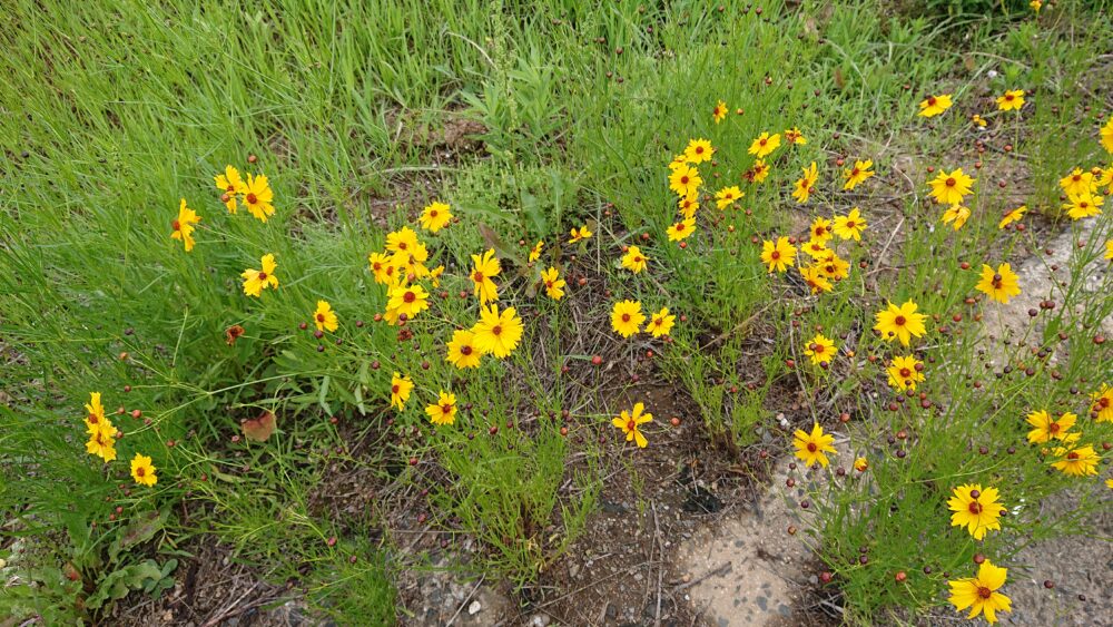 野に咲く花