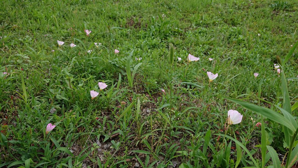 野に咲く花